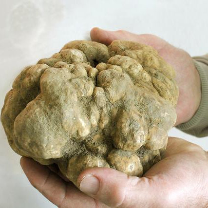 White truffle label