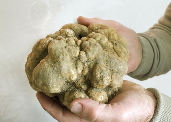 White truffle label