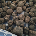 Fresh Rare Black Winter truffle (Tuber melanosporum) - TARTUFLANGHE USA